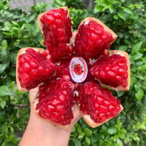 Lựu Thái Hữu Cơ - XM0181